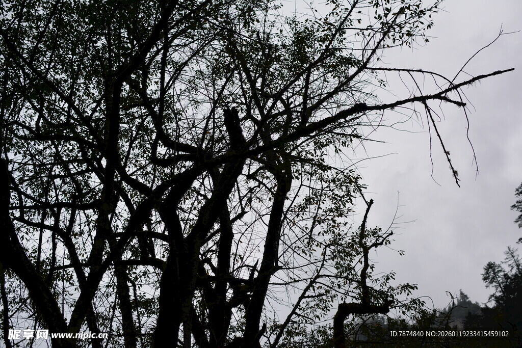 枯树枝干的萧瑟景象 稻城