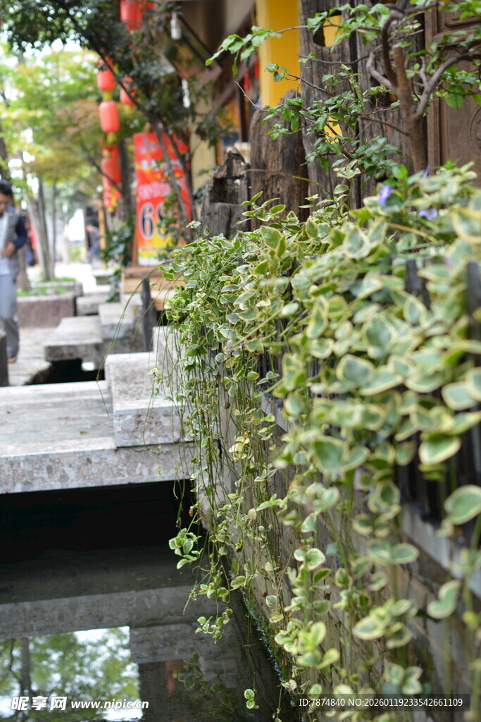 古巷溪流旁的绿植景致 稻城