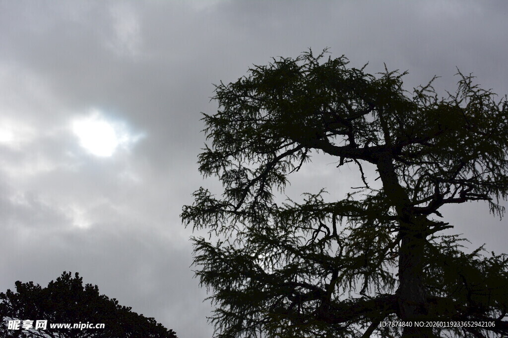 孤树挺立在阴云之下