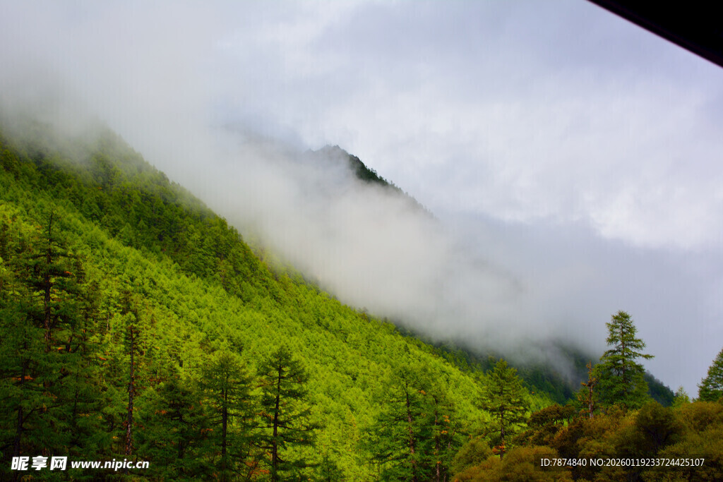 云雾缭绕的翠绿山林 稻城