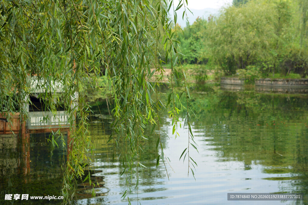 湖畔垂柳 静谧自然景致