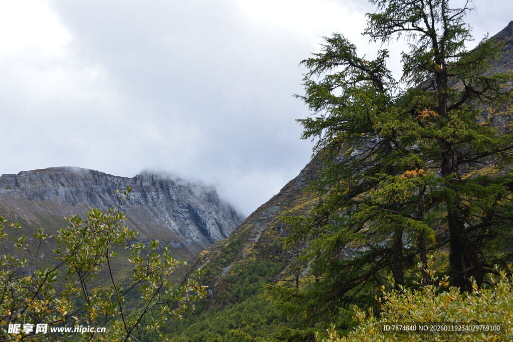 山间秀色 林木与远山相依