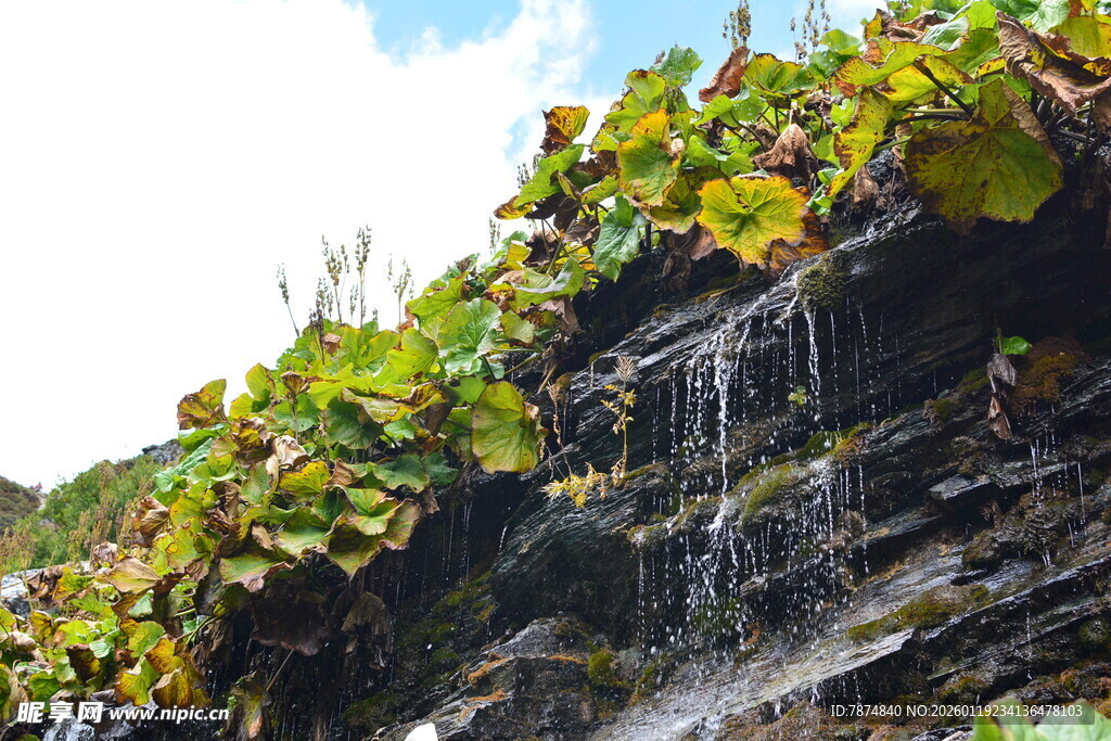 石上绿植瀑布景观 稻城