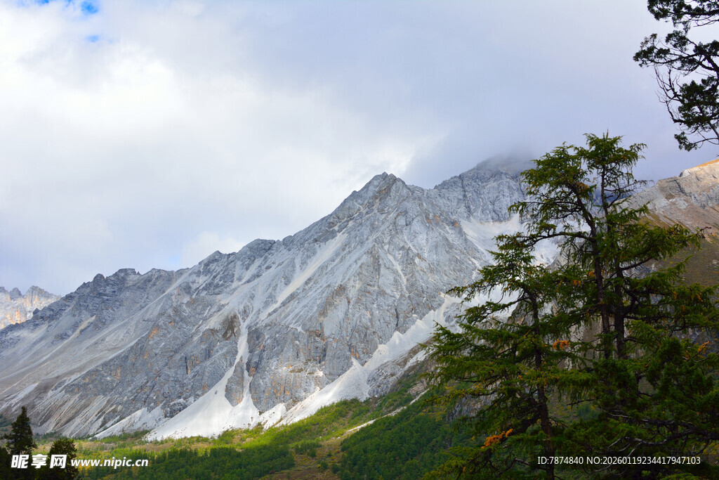 巍峨雪山旁的葱郁树木