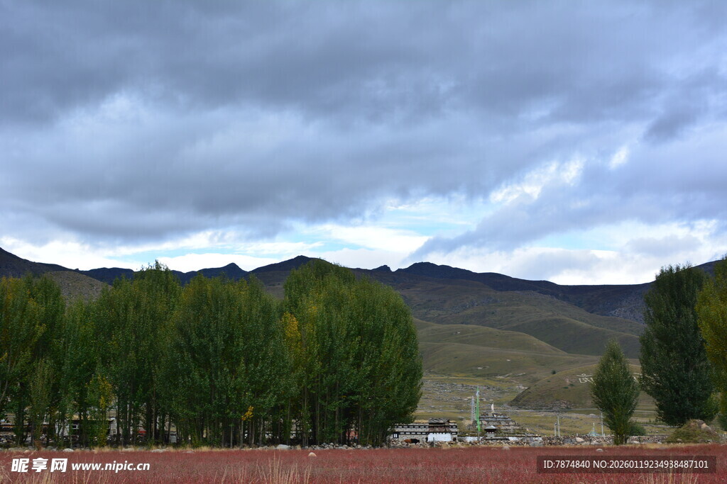 高原云下葱郁树木景观 稻城