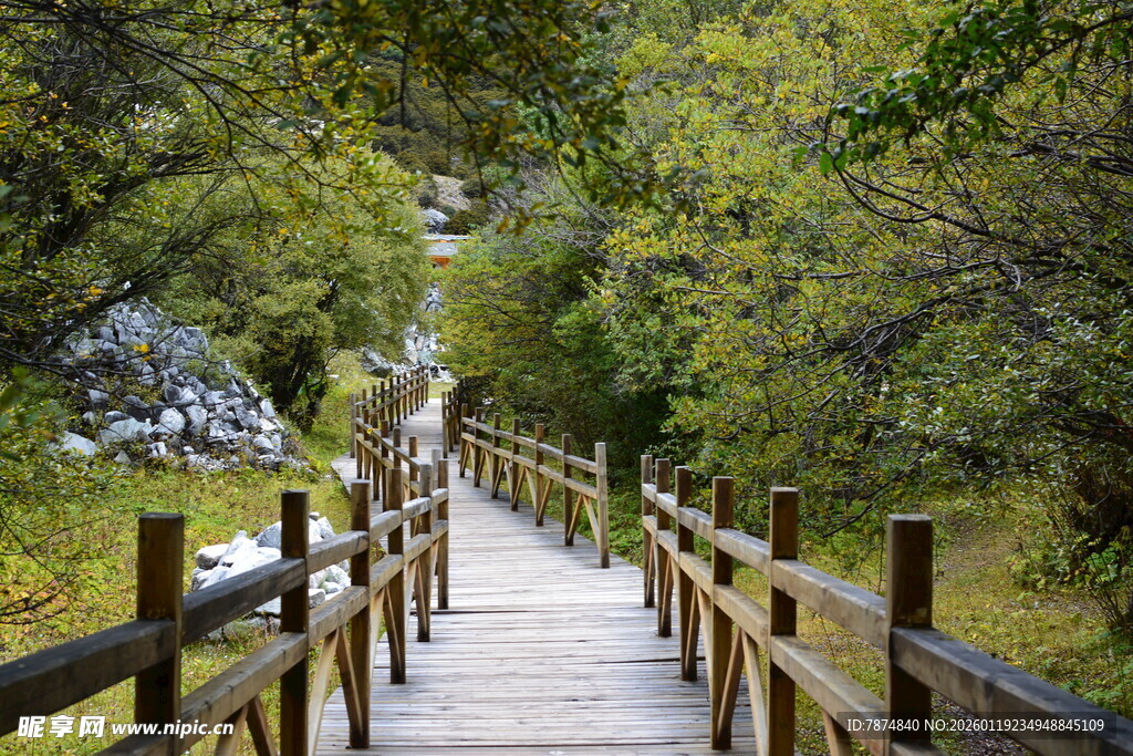 林间木栈道 静谧自然景 稻城