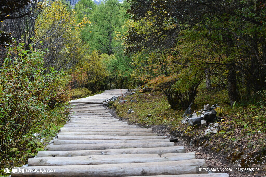 林间木栈道 漫步自然间 稻城