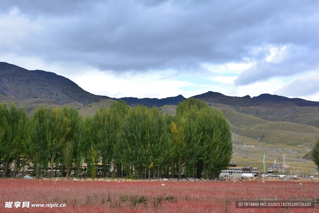 草原边的绿树与远山风景 稻城