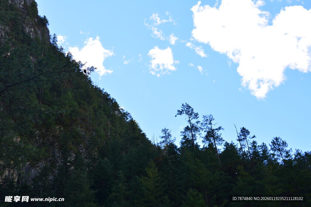 青山蓝天间的葱郁林木 稻城