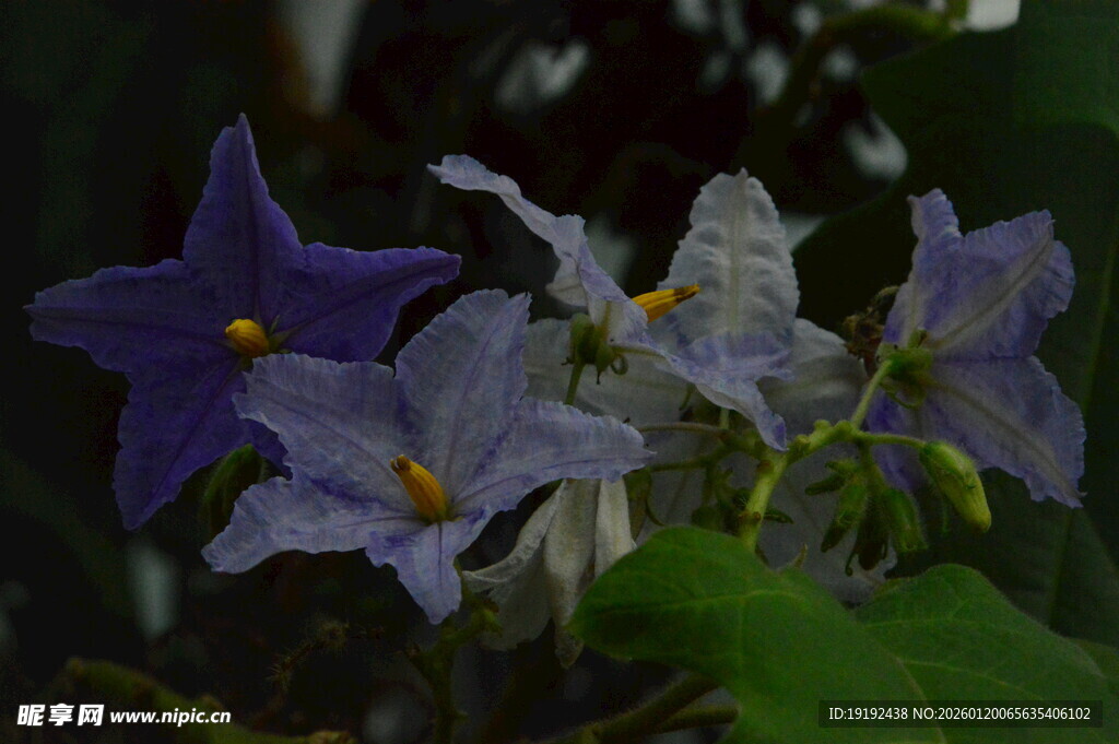 大花茄   