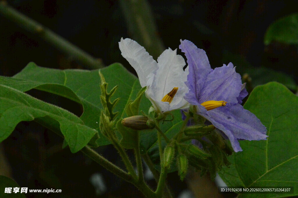 大花茄  