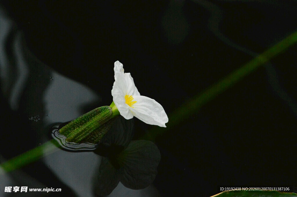 海菜花 
