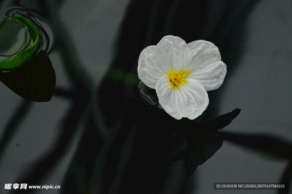 海菜花 