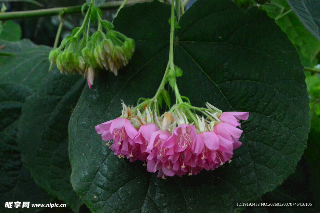 非洲芙蓉  