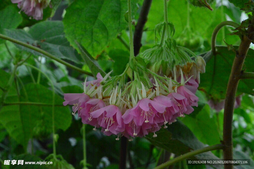 非洲芙蓉  