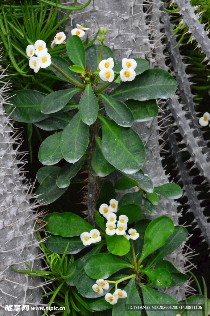 白花虎刺梅  