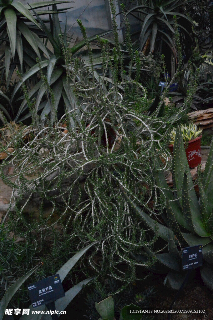 芦荟  