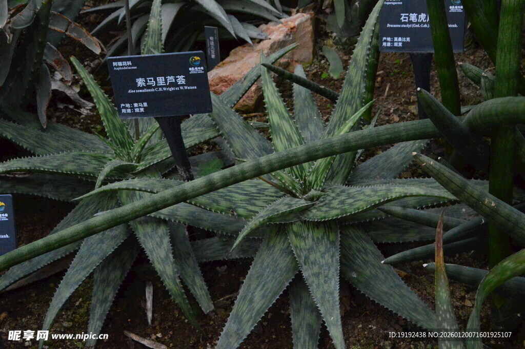 芦荟  