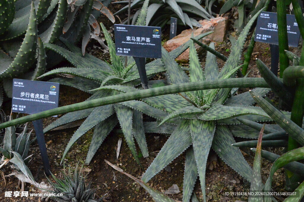 芦荟  