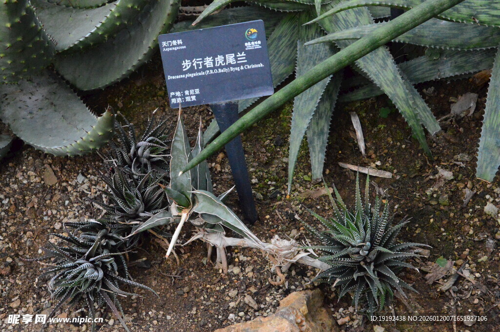 芦荟  