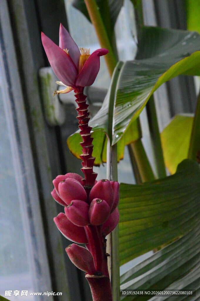热带植物 