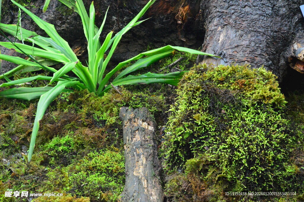 热带植物  