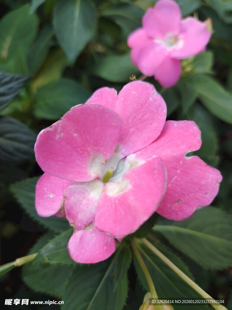 娇艳粉色花朵绽放