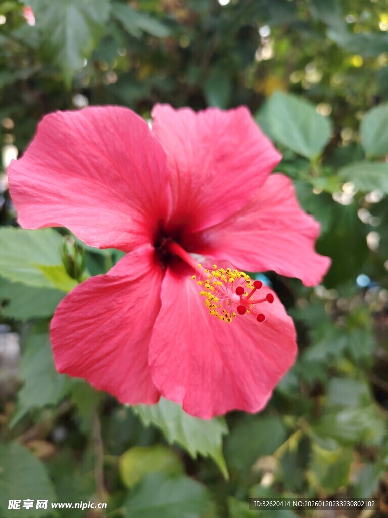 木槿花