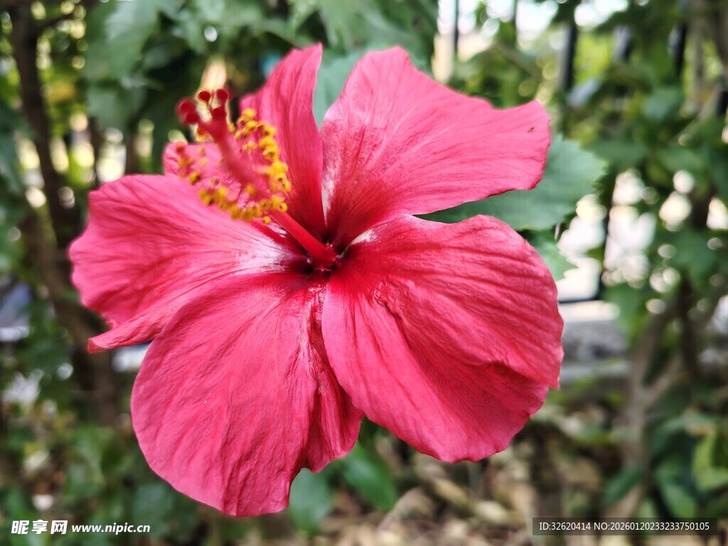 木槿花