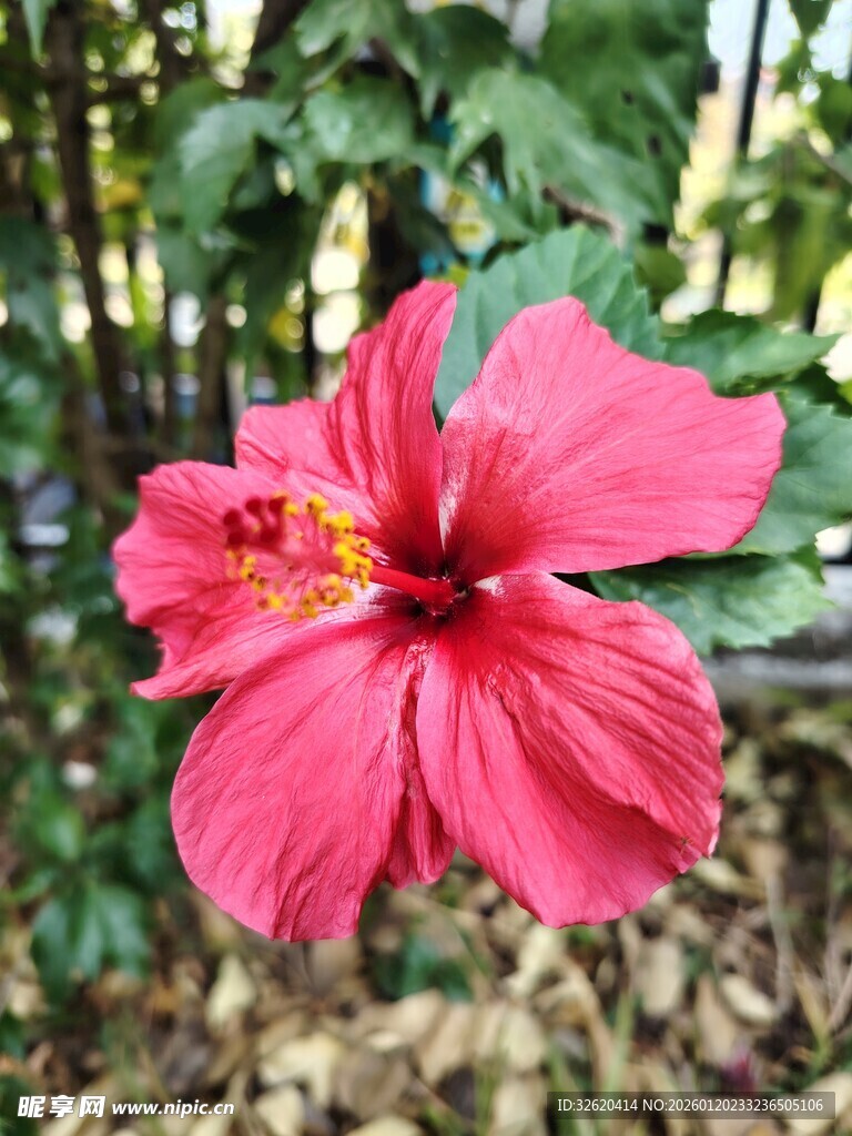 木槿花