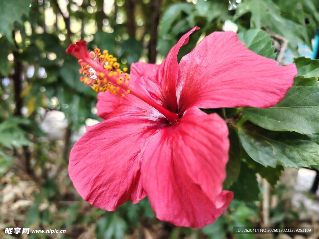 扶桑花