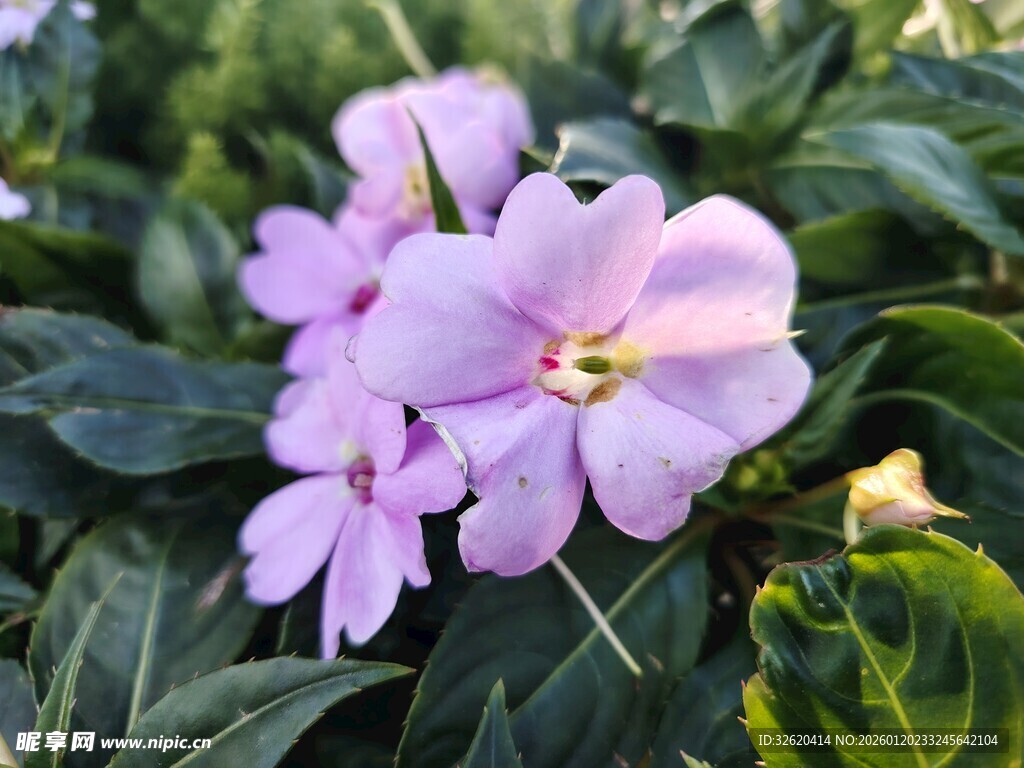 长春花