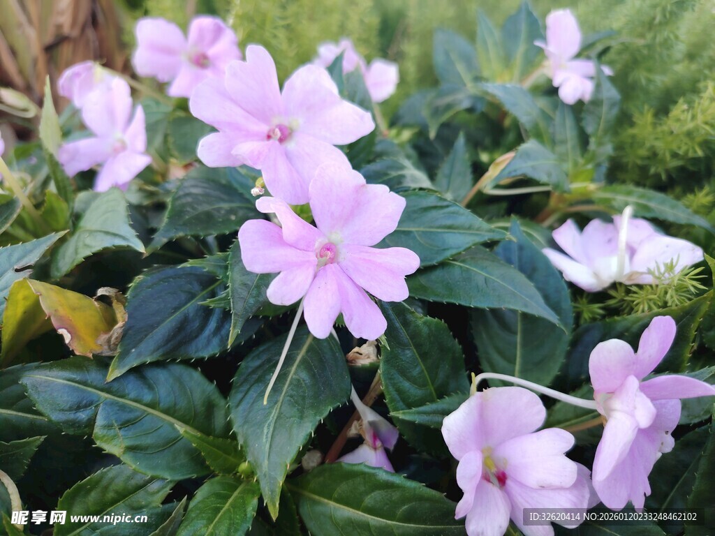 长春花