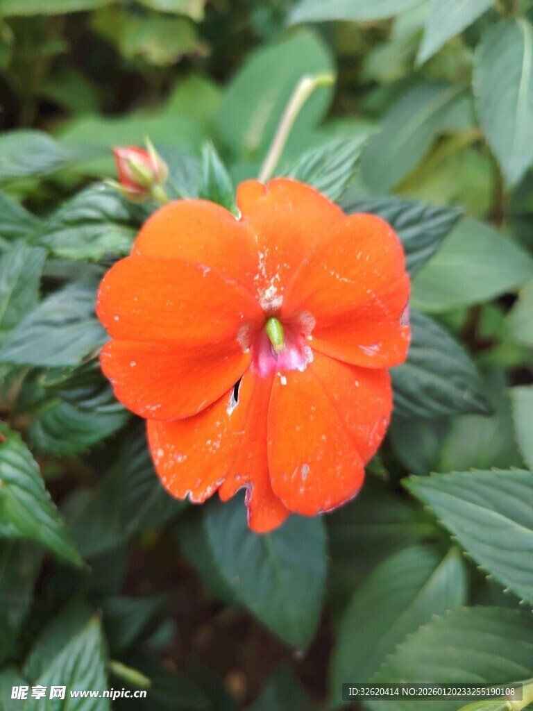 鲜艳橙花绽放绿叶间