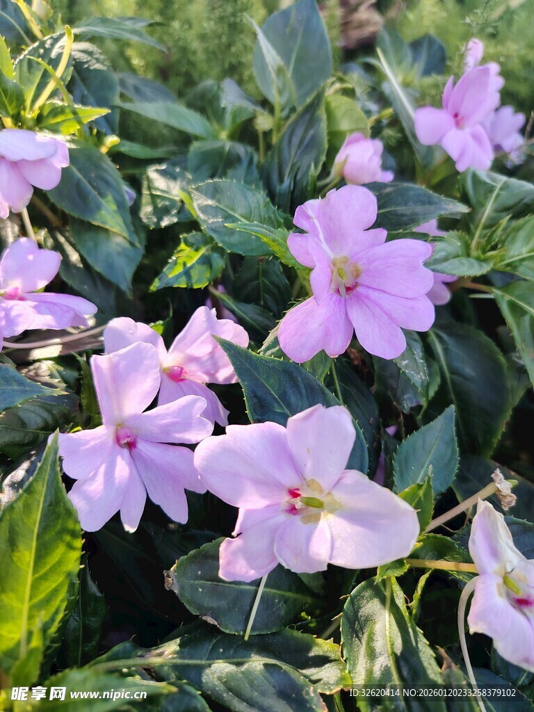 美丽粉花绽放绿叶间