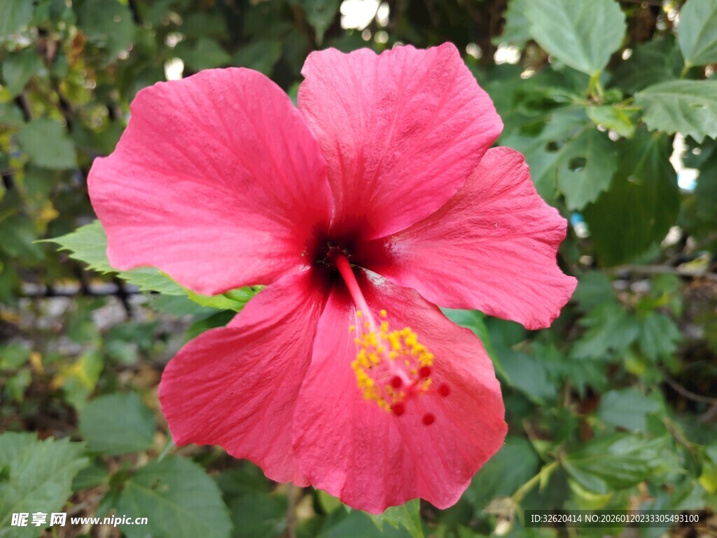 木槿花