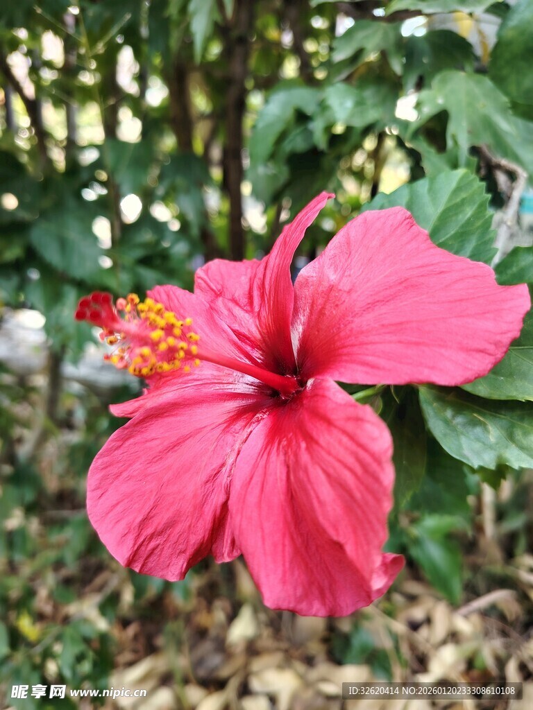 扶桑花