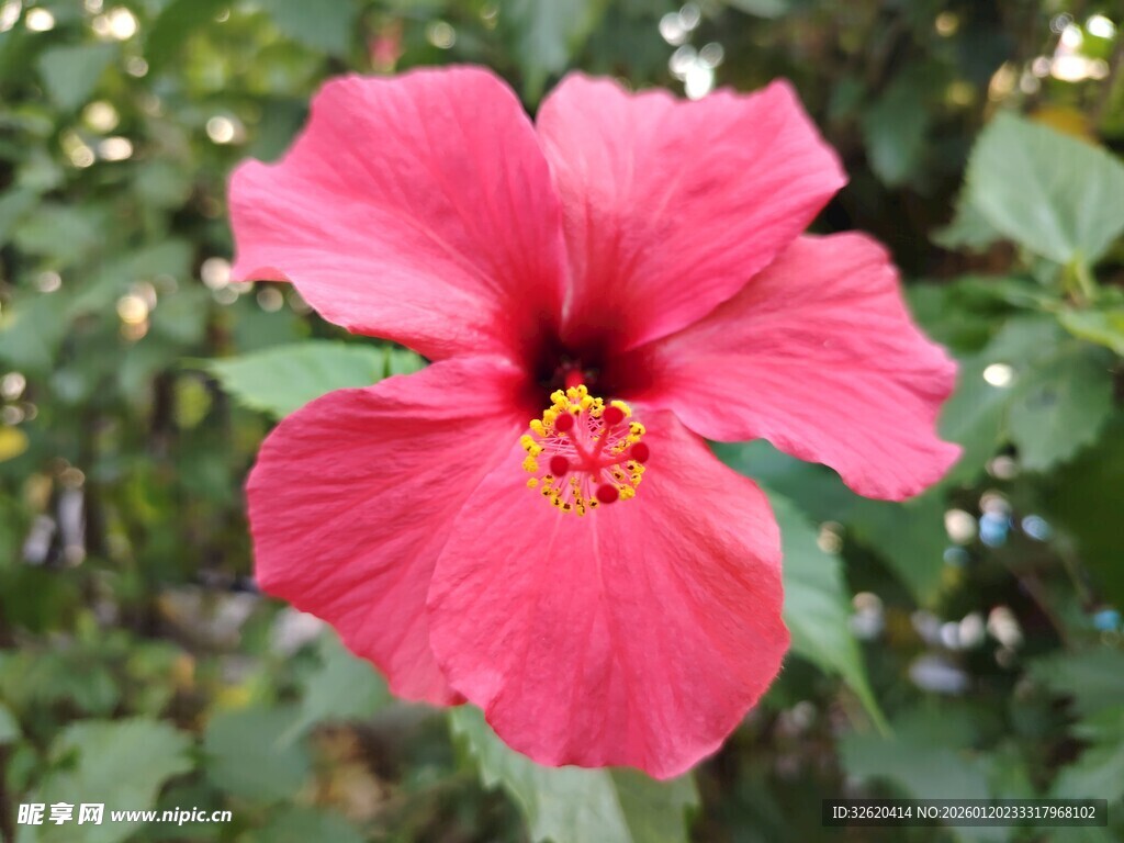 木槿花
