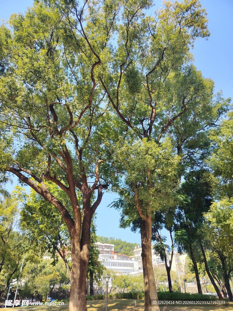 阳光下的葱郁大树