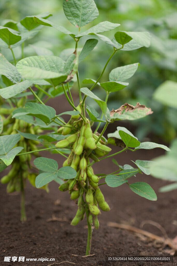毛豆植株