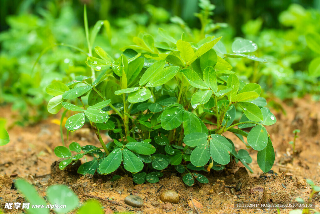 花生植株