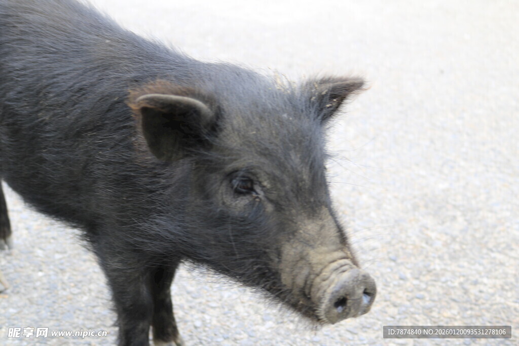黑猪特写