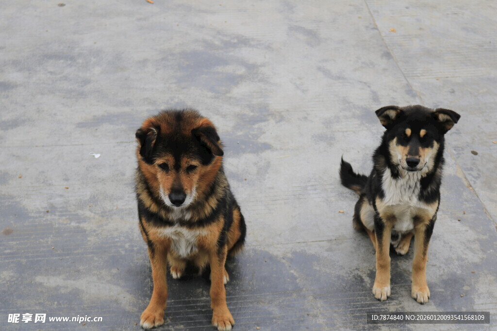 两只可爱的小狗