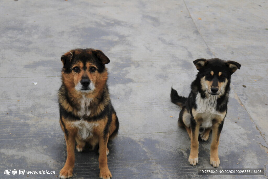 两只可爱小狗坐于地面