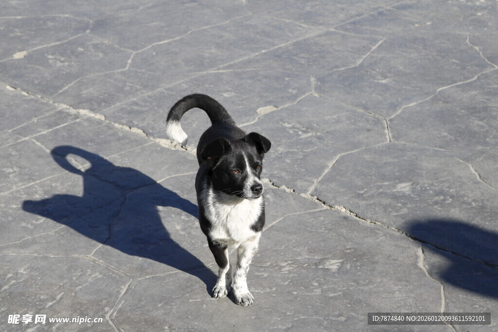 黑白猫在地面上悠然行走