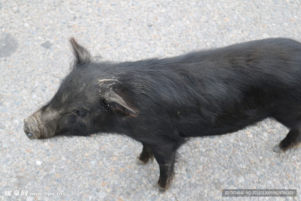 黑色小猪站在砂石地面
