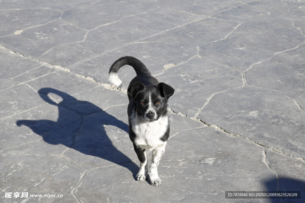 雪地中行走的黑白小狗