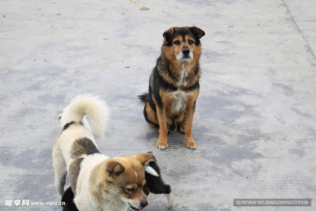 三只萌犬安静蹲坐