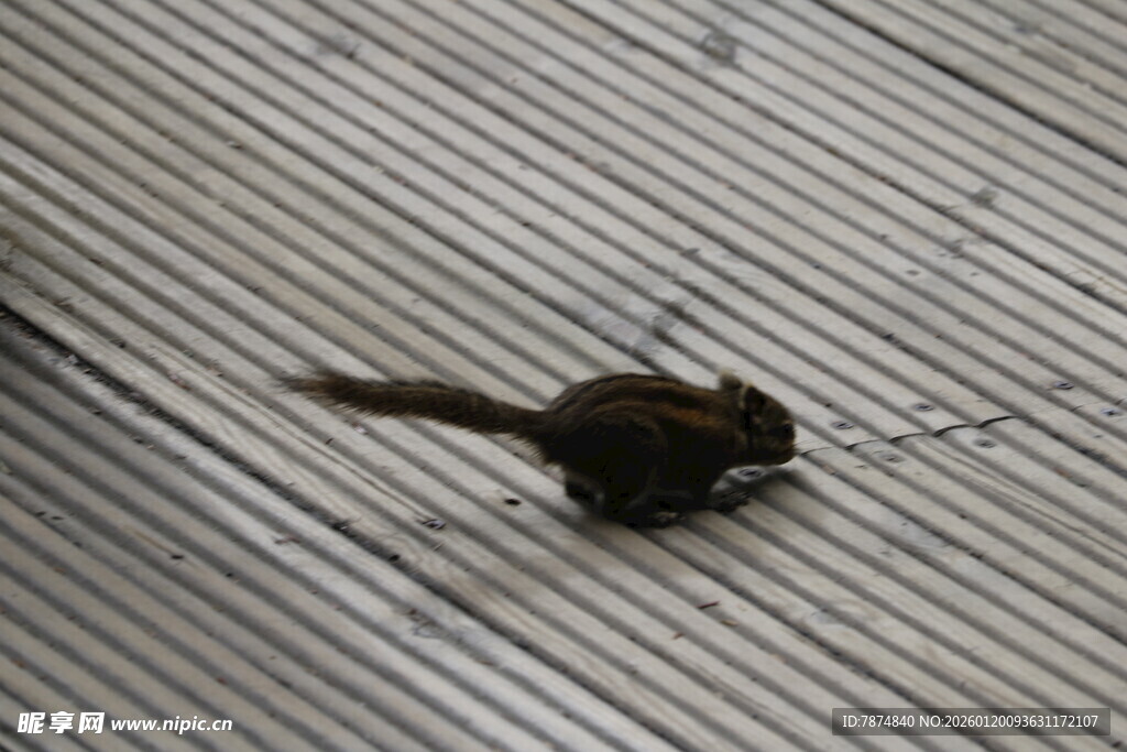 木地板上的黑色小松鼠