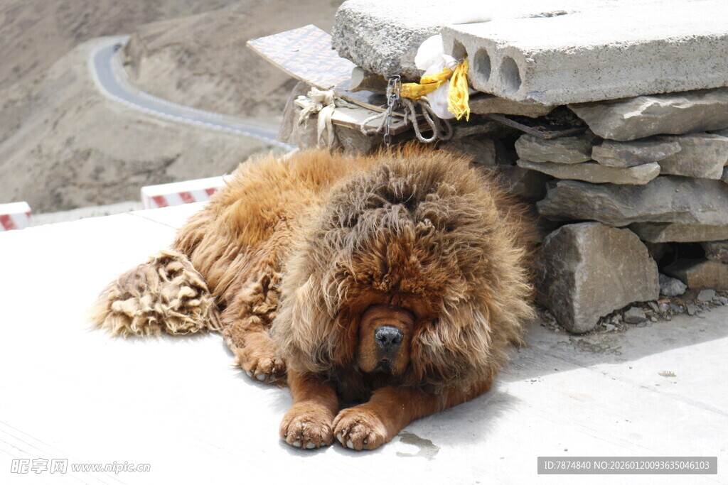 雪地上休憩的藏獒